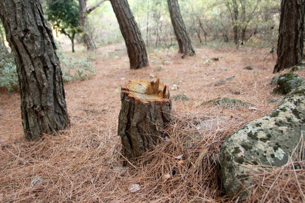 Best Storm Damage Tree Cleanup  in Edgemoor, DE